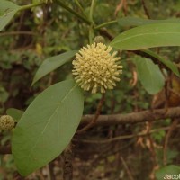 Mitragyna parvifolia (Roxb.) Korth.